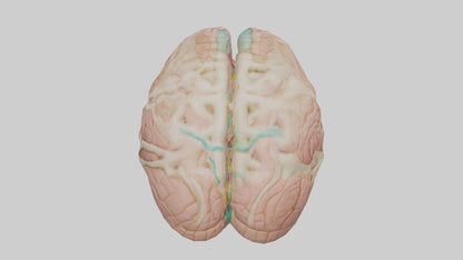 Human Medulla Oblongata Model VR / AR / low-poly