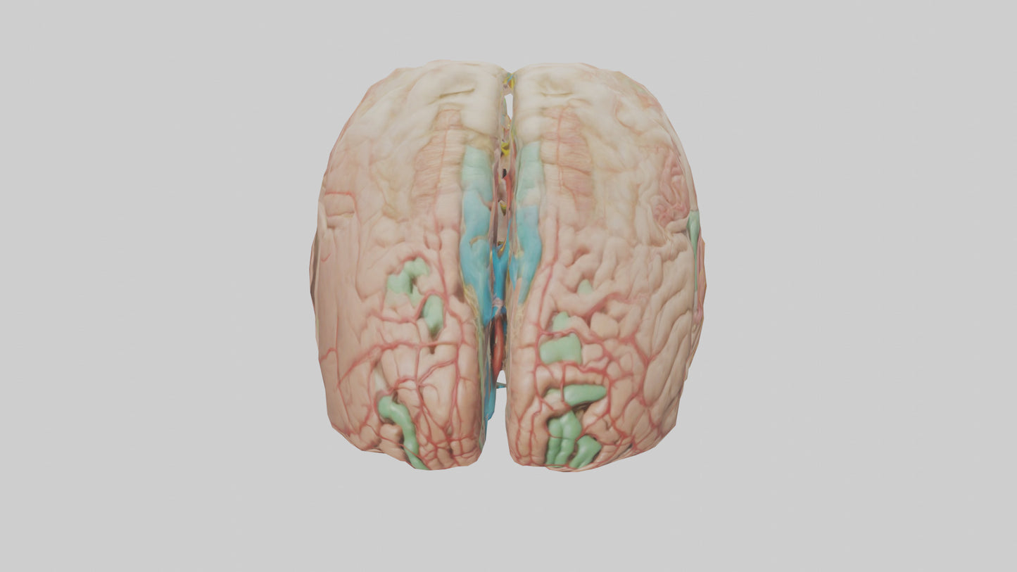 Human Medulla Oblongata Model VR / AR / low-poly