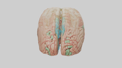 Human Medulla Oblongata Model VR / AR / low-poly