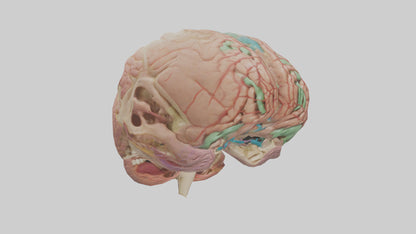 Human Medulla Oblongata Model VR / AR / low-poly