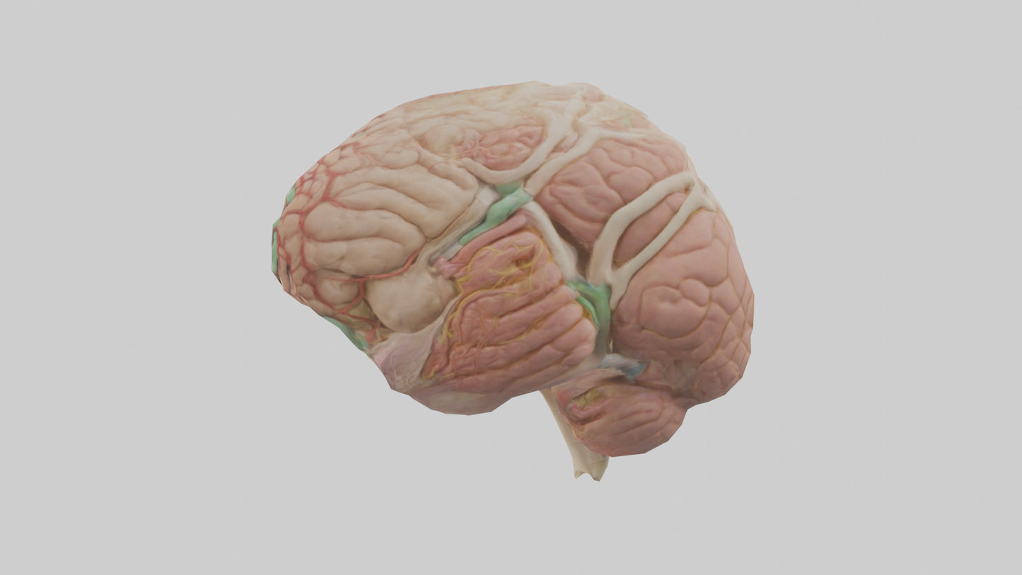 Human Medulla Oblongata Model VR / AR / low-poly