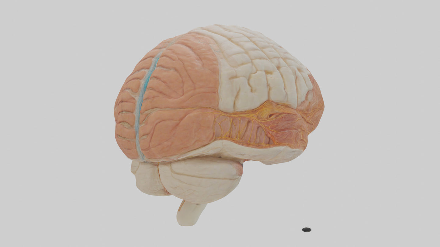 3D model Human Meninges Model VR / AR / low-poly