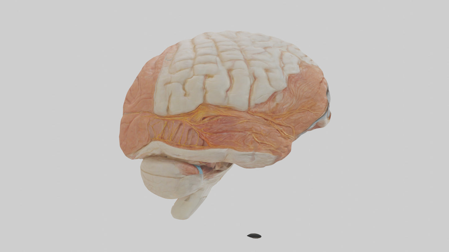 3D model Human Meninges Model VR / AR / low-poly