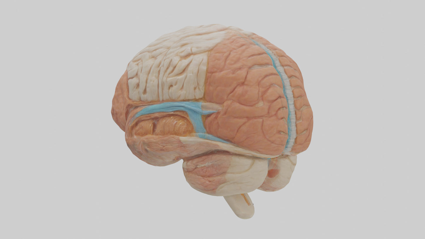 3D model Human Meninges Model VR / AR / low-poly