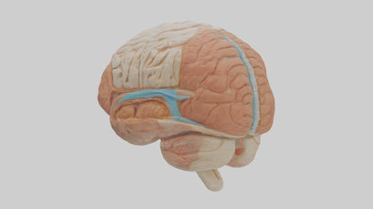 3D model Human Meninges Model VR / AR / low-poly