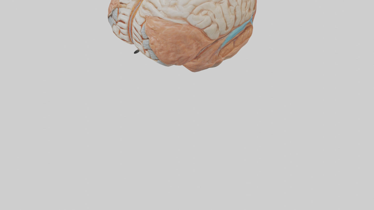 3D model Human Meninges Model VR / AR / low-poly