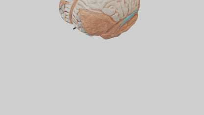 3D model Human Meninges Model VR / AR / low-poly