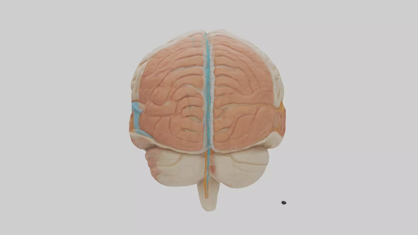 3D model Human Meninges Model VR / AR / low-poly
