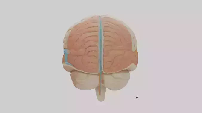 3D model Human Meninges Model VR / AR / low-poly