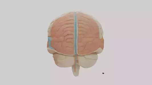 3D model Human Meninges Model VR / AR / low-poly