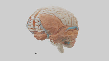 3D model Human Meninges Model VR / AR / low-poly