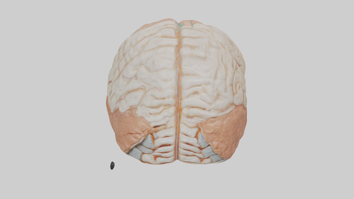 3D model Human Meninges Model VR / AR / low-poly