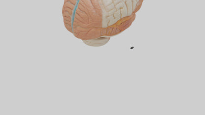 3D model Human Meninges Model VR / AR / low-poly