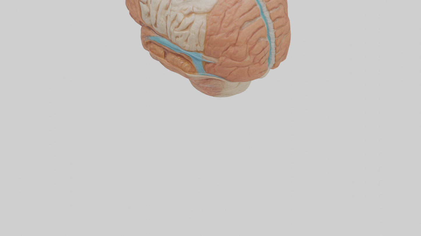 3D model Human Meninges Model VR / AR / low-poly
