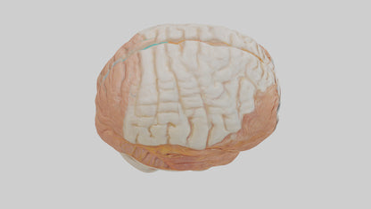 3D model Human Meninges Model VR / AR / low-poly