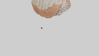 3D model Human Meninges Model VR / AR / low-poly