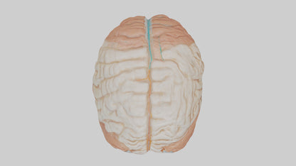 3D model Human Meninges Model VR / AR / low-poly