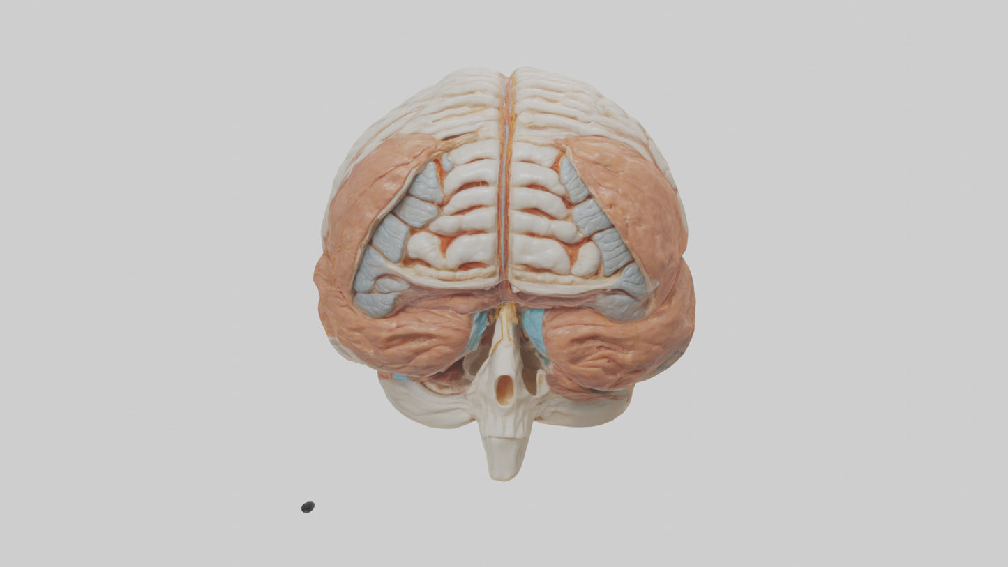 3D model Human Meninges Model VR / AR / low-poly