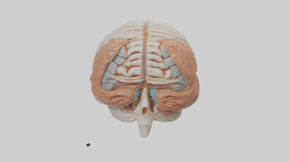 3D model Human Meninges Model VR / AR / low-poly