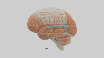 3D model Human Meninges Model VR / AR / low-poly