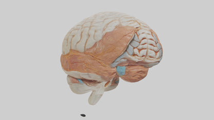 3D model Human Meninges Model VR / AR / low-poly