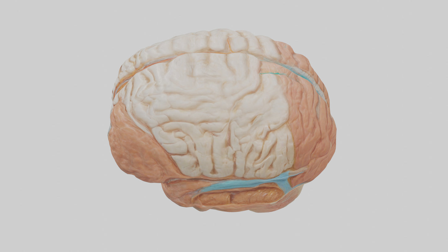 3D model Human Meninges Model VR / AR / low-poly