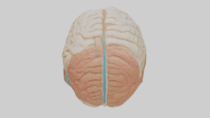 3D model Human Meninges Model VR / AR / low-poly