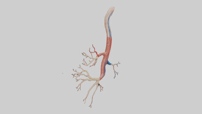 3D model Human Mesenteric Artery Model VR / AR / low-poly