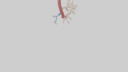 3D model Human Mesenteric Artery Model VR / AR / low-poly