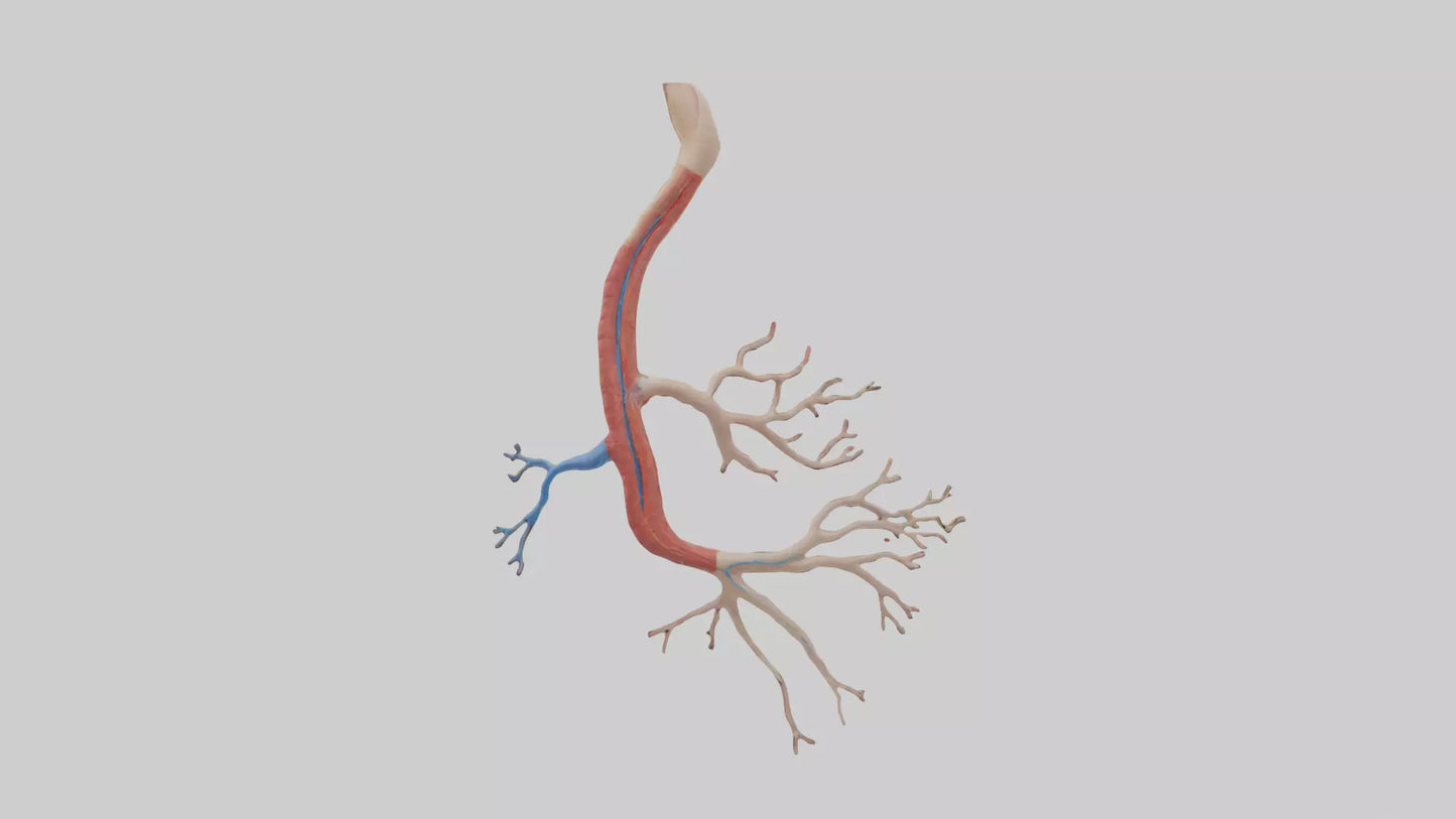 3D model Human Mesenteric Artery Model VR / AR / low-poly