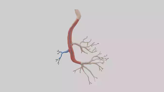 3D model Human Mesenteric Artery Model VR / AR / low-poly