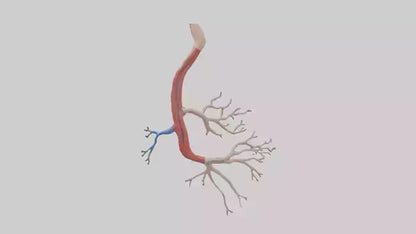 3D model Human Mesenteric Artery Model VR / AR / low-poly