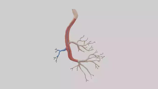 3D model Human Mesenteric Artery Model VR / AR / low-poly