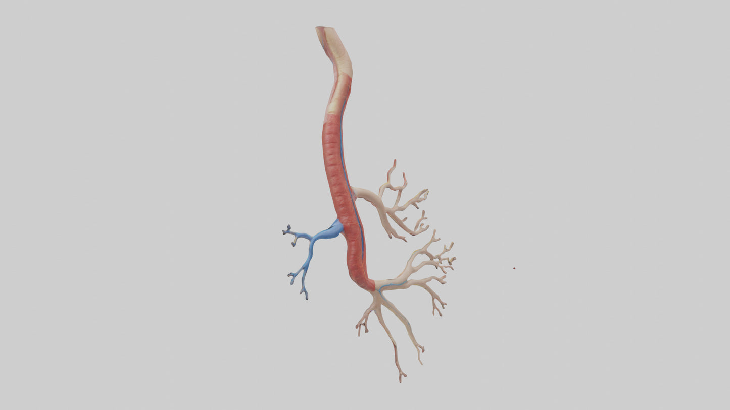 3D model Human Mesenteric Artery Model VR / AR / low-poly