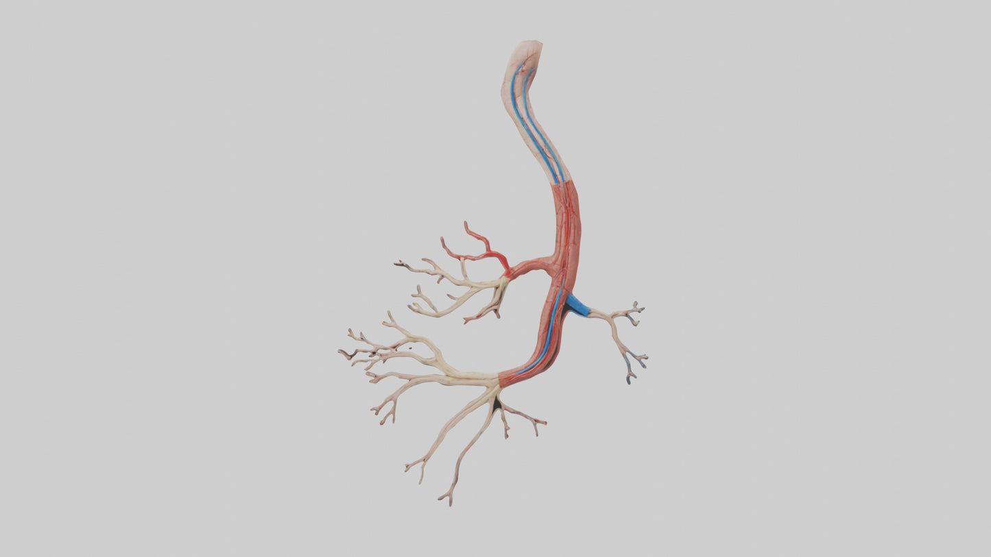 3D model Human Mesenteric Artery Model VR / AR / low-poly