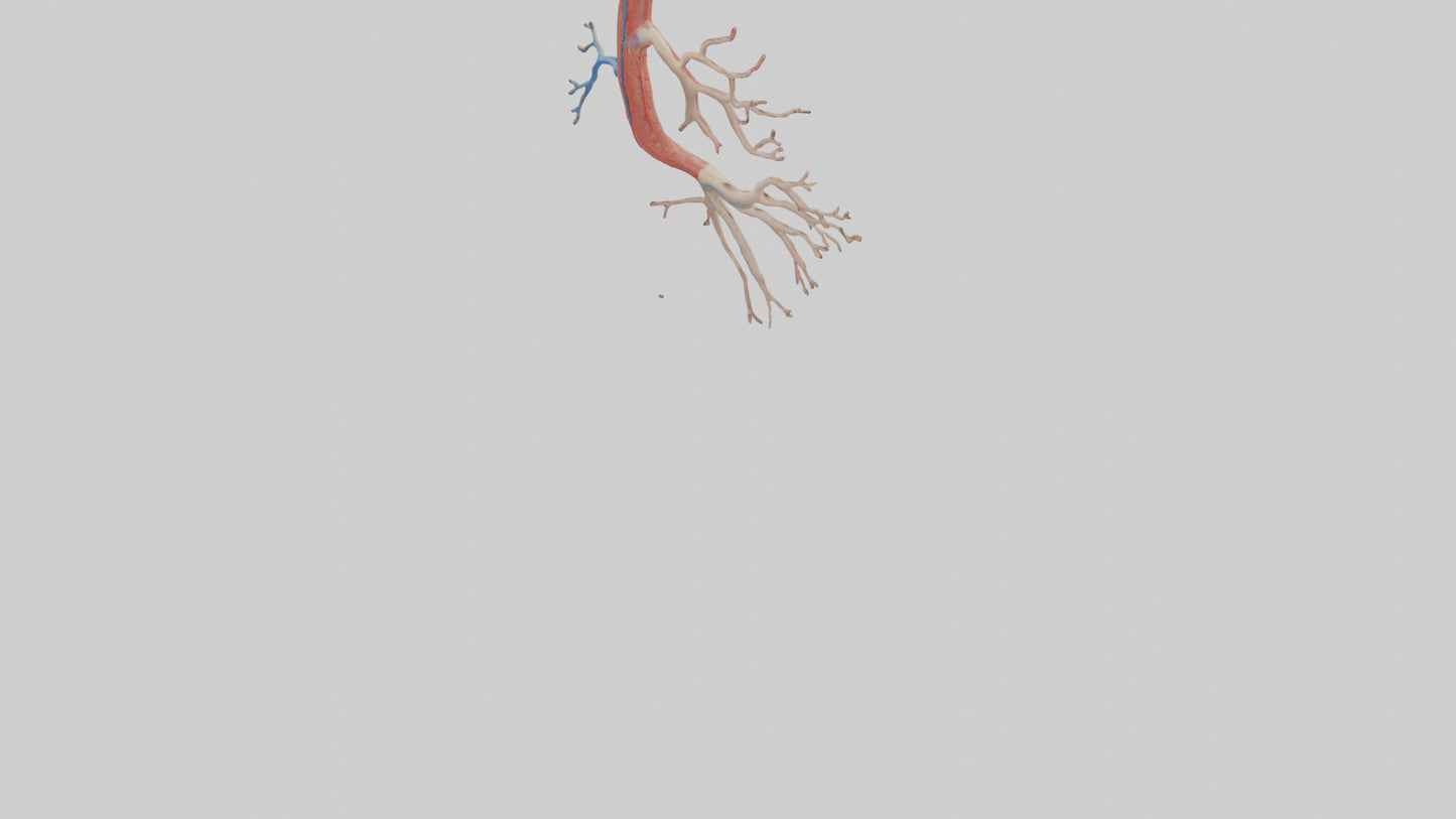 3D model Human Mesenteric Artery Model VR / AR / low-poly