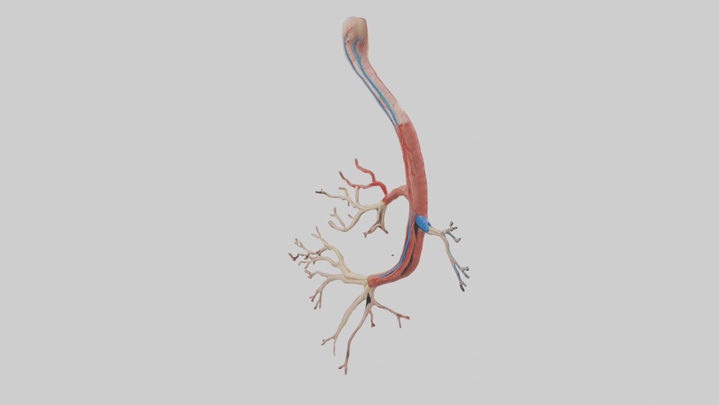 3D model Human Mesenteric Artery Model VR / AR / low-poly