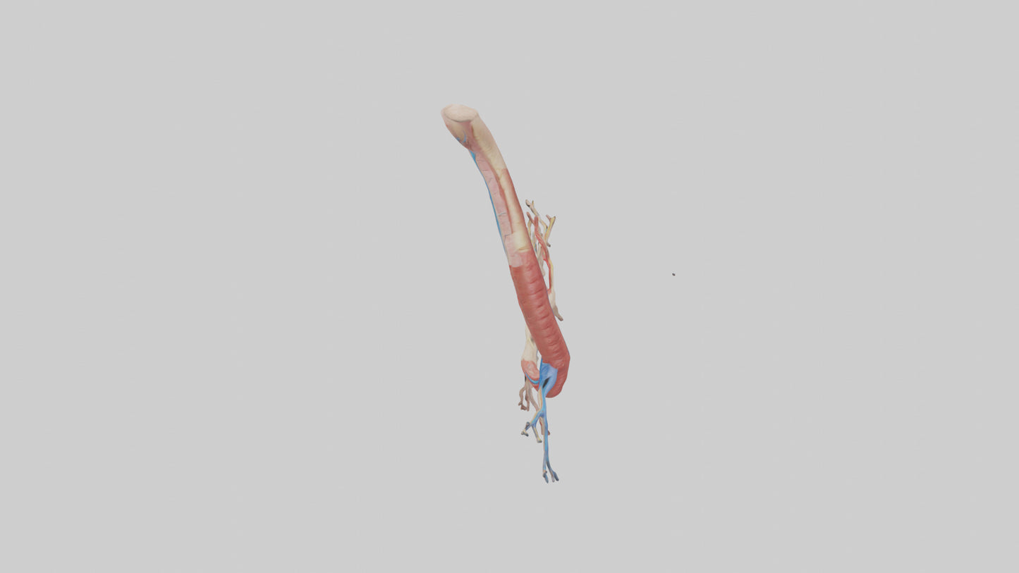 3D model Human Mesenteric Artery Model VR / AR / low-poly