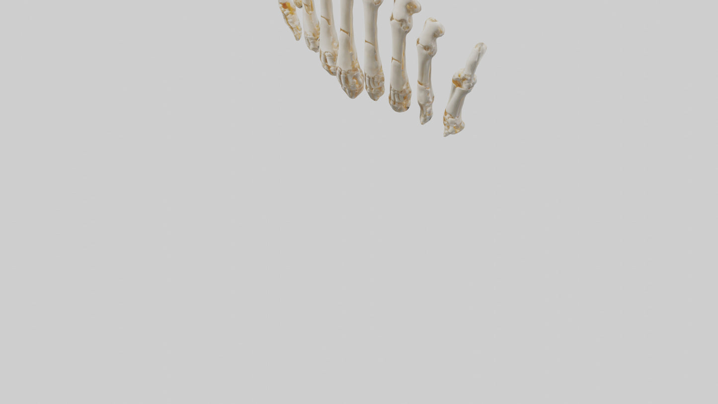 3D model Human Metacarpals Model VR / AR / low-poly