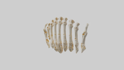 3D model Human Metacarpals Model VR / AR / low-poly