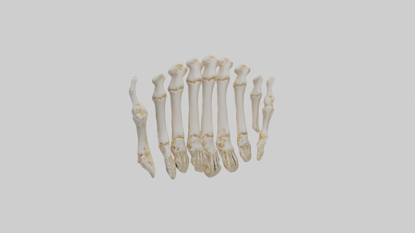 3D model Human Metacarpals Model VR / AR / low-poly