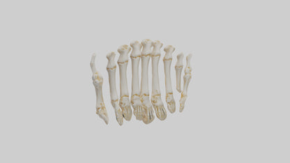 3D model Human Metacarpals Model VR / AR / low-poly