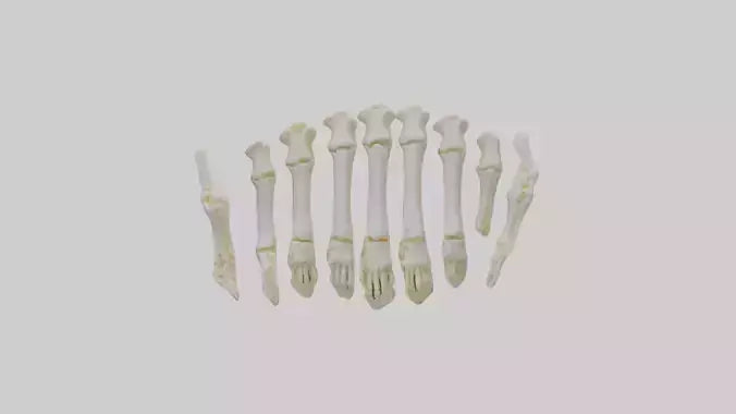3D model Human Metacarpals Model VR / AR / low-poly