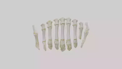 3D model Human Metacarpals Model VR / AR / low-poly