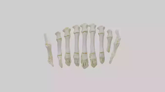 3D model Human Metacarpals Model VR / AR / low-poly