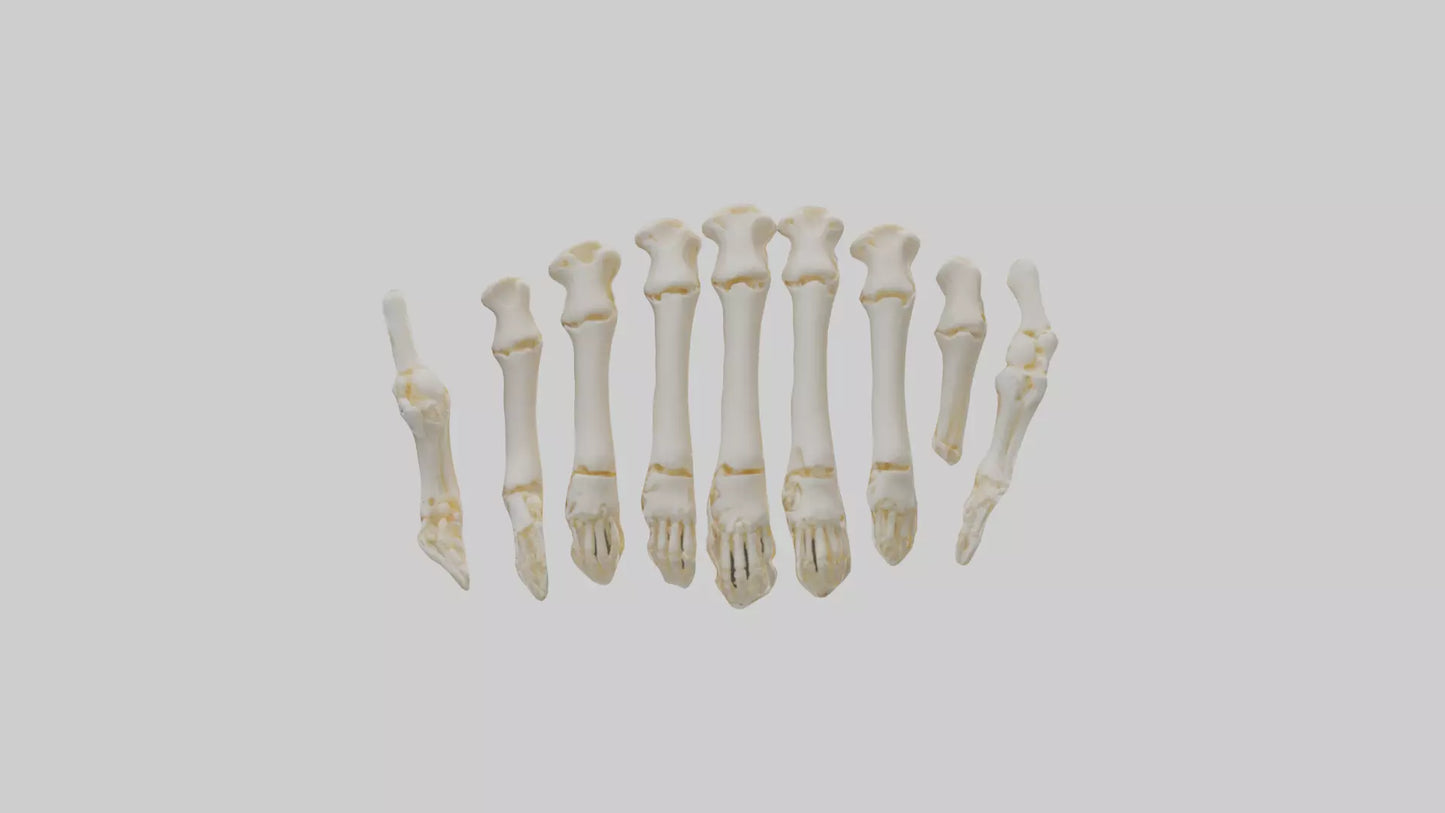 3D model Human Metacarpals Model VR / AR / low-poly