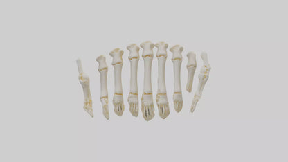 3D model Human Metacarpals Model VR / AR / low-poly