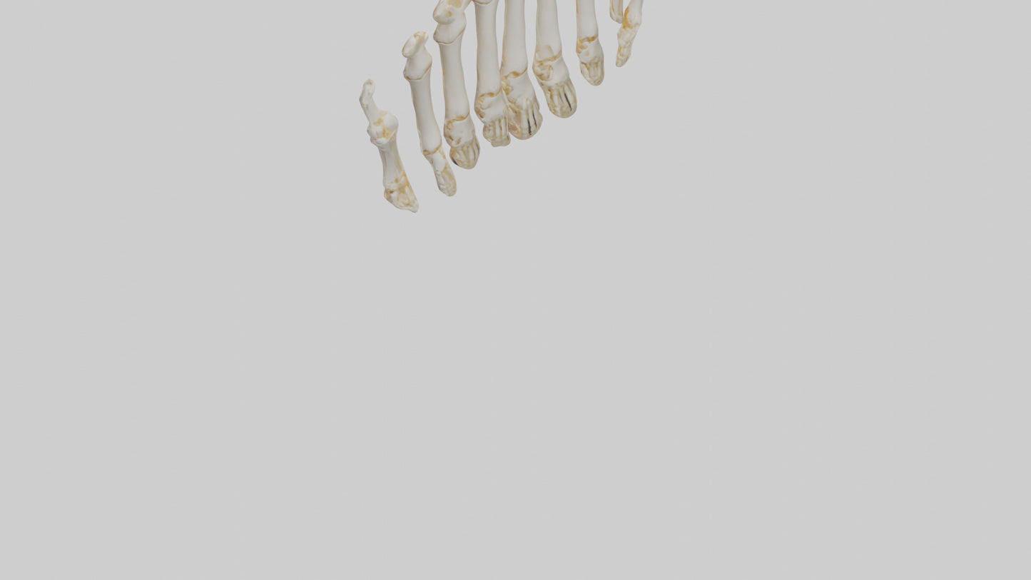 3D model Human Metacarpals Model VR / AR / low-poly