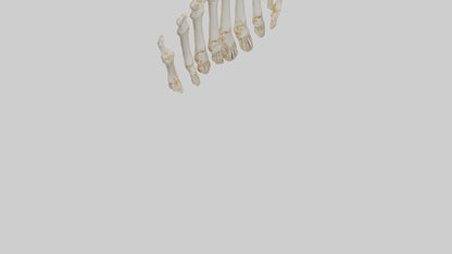 3D model Human Metacarpals Model VR / AR / low-poly