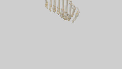 3D model Human Metacarpals Model VR / AR / low-poly
